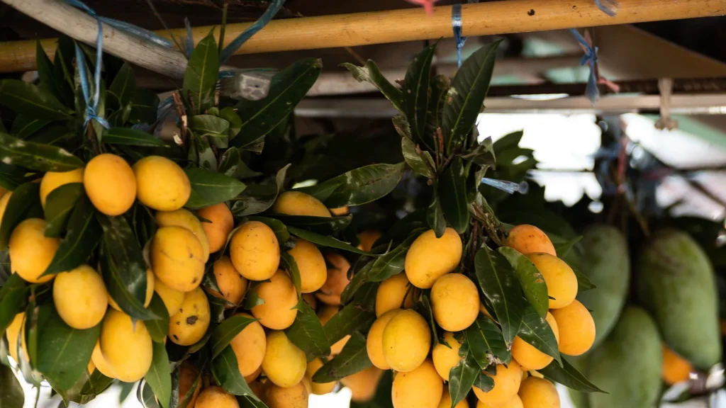 Yellow tropical fruit displayed at a market in Thailand