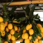 Yellow tropical fruit displayed at a market in Thailand
